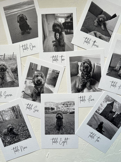 Pet Table Name Cards with Photo